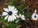 osteospermum-side show white