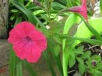 Wave Petunia - Hot Pink