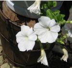 Supertunia  - Mini White