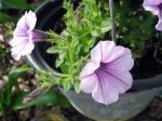 Wave Petunia - pale purple