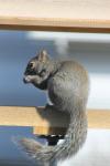 Gray squirrel