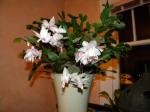 Christmas and Easter cactus