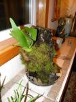 plant project: stag horn fern on bark
