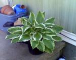 hostas there are about 12 plants in this pot