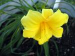 Daylily - Double Down