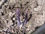 Purple asparagus