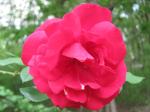 climbing rose