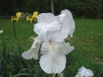 Bearded Iris