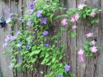 clematis