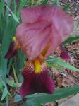 Bearded Iris