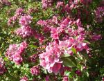 Ornamental apple tree