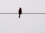 Cardinal on the wire over the house