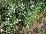 Snap peas are blooming