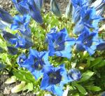 Gentiana acaulis