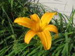 "Regular" Orange Day Lily