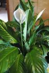 Peace Lily