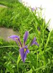 Purple Irises