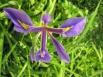 Purple Iris - closeup