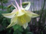 Columbine "Origami"