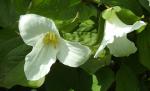 Trillium grandiflorum