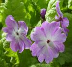 Primula sieboldii