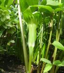 Green and white Arisaema