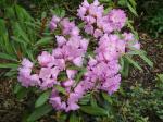 Rhododendron cross