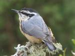 nuthatch