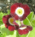 P. auricula