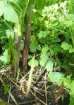 Arisaema triphyllum