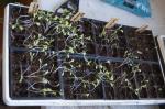 lettuce seedlings