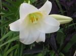 Easter Lily