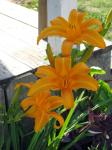 Day Lilies