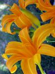 Day Lilies - close up