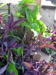 Wandering Jew and some sort of Philodendren?