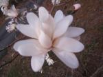 My daughters Star Magnolia  