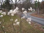 My daughters Star Magnolia