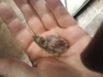 newly hatched button quail