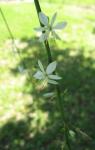 Spider Plant - close