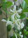 Confederate Star Jasmine