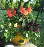 Salvia in Crazy Pot