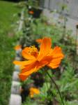 Orange Cosmos