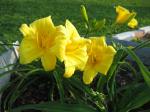 Daylilies - Double Down