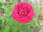 Dark Lady rose