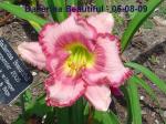 Ballerina Beautiful Daylily Blooming - 05-08-09