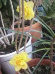 Narcissus Hybrid 