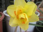 Narcissus Hybrid 