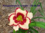 Raspberries In Cream Daylily Blooming 05-08-09