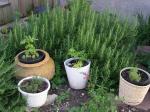 Small herb garden