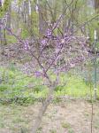 Purple Pansy Redbud Tree